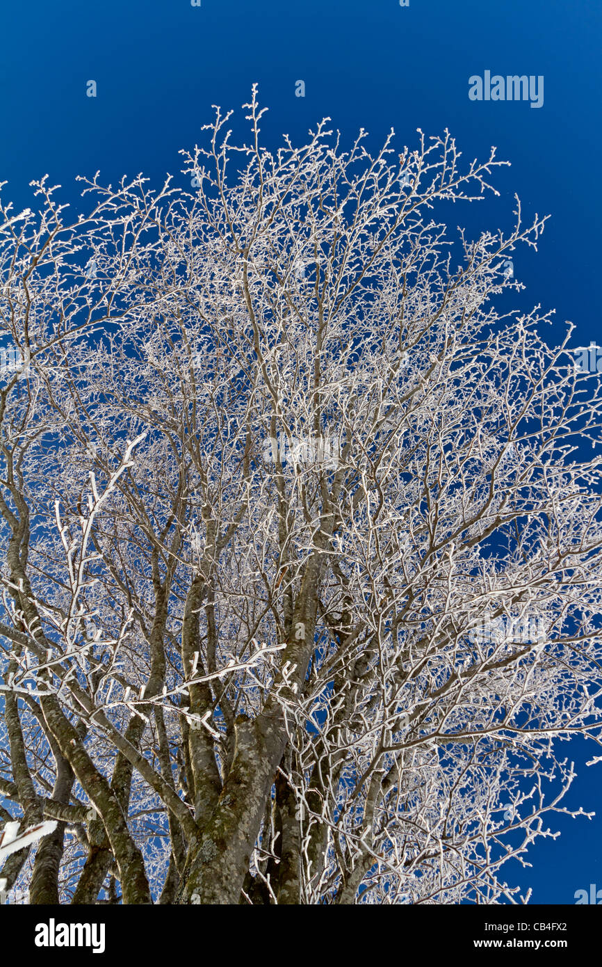 Baum mit Raureif Stockfoto