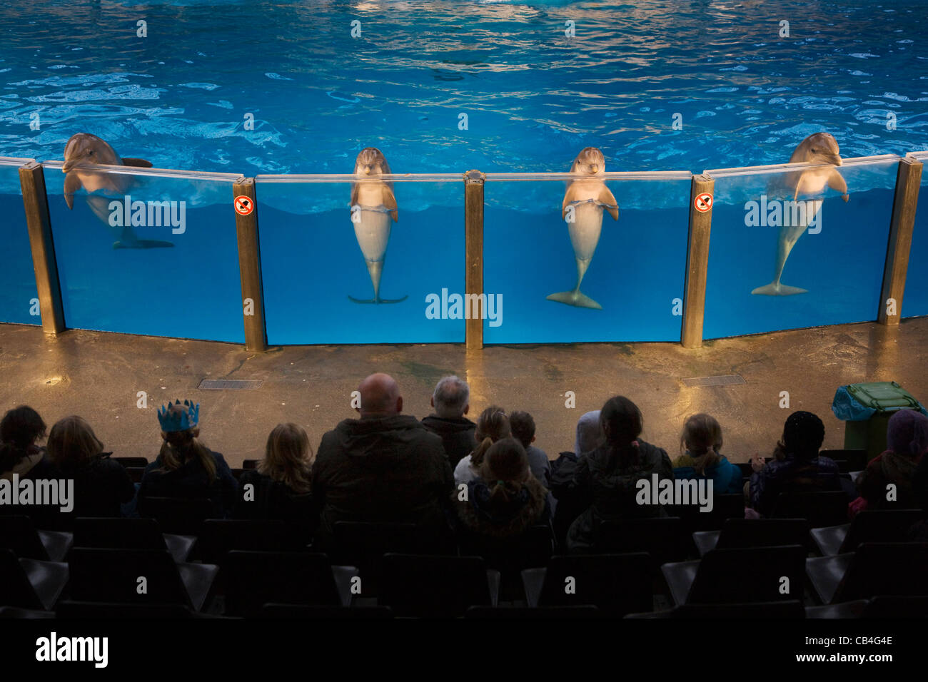 Delphine während der Show im Delphinarium Boudewijn Seapark in der Nähe von Brügge, Belgien Stockfoto