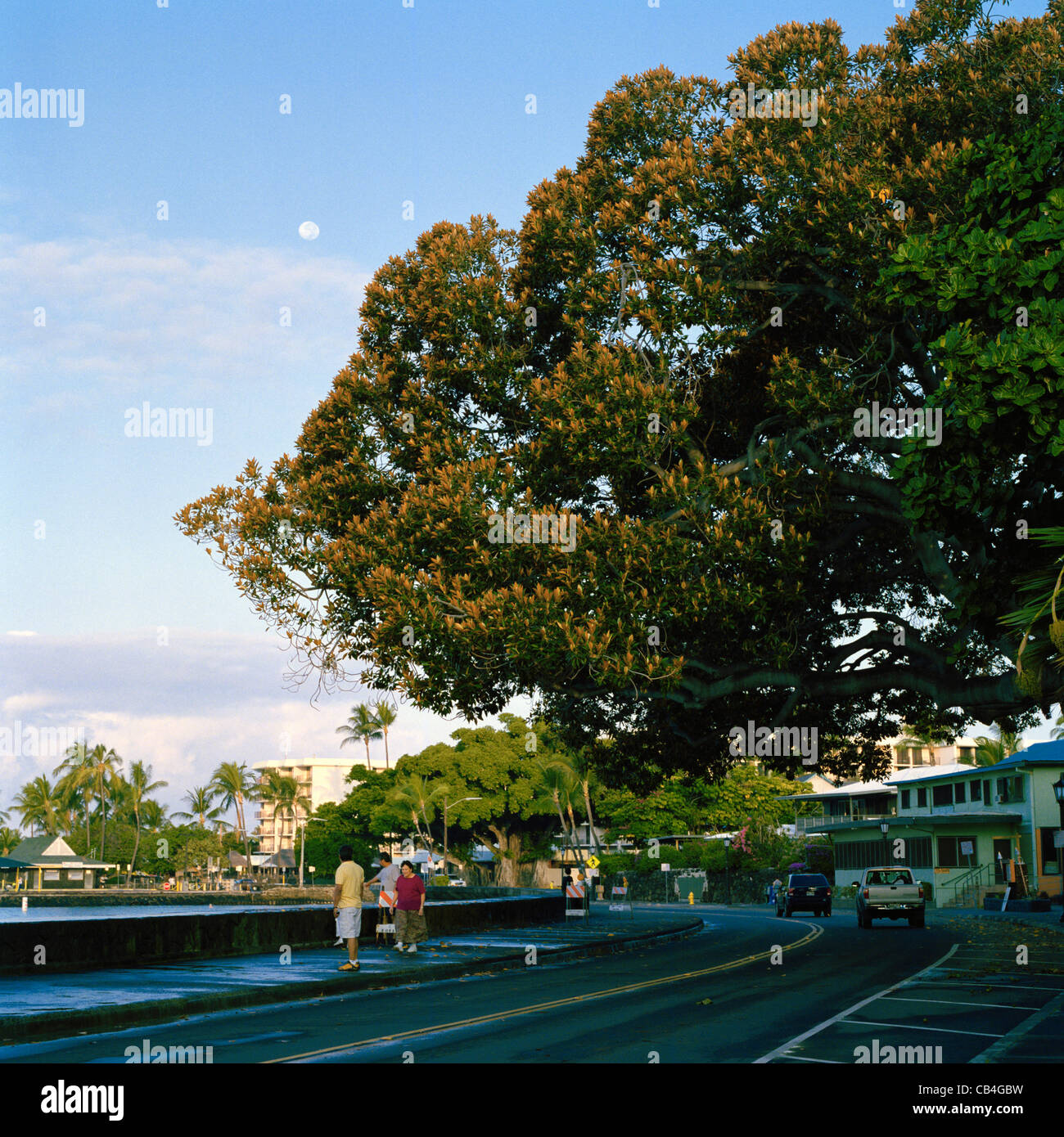 Mahagoni-Baum über Alii Drive Kailua-Kona Big Island Hawaii Sumpf Stockfoto