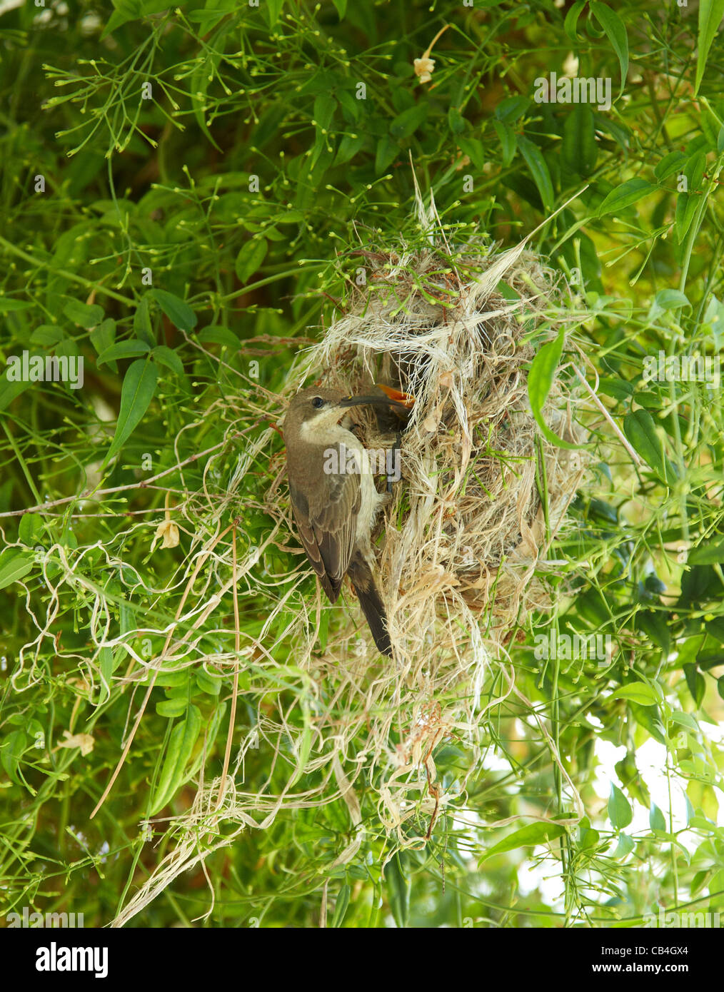 Weaver-Vogel-Nest mit jungen in Südafrika Stockfoto