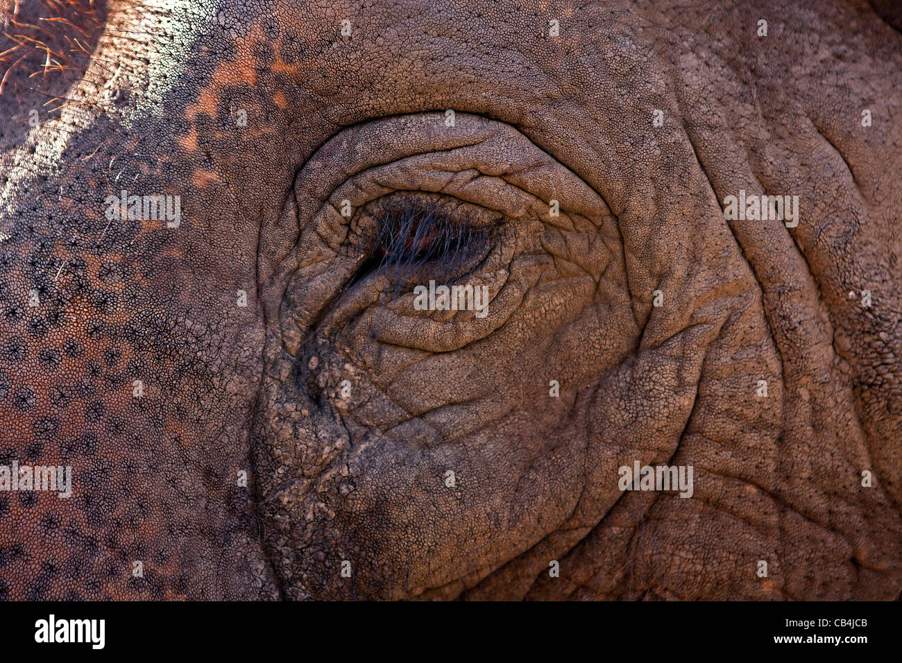 ein Elefant Auge im Detail Stockfoto