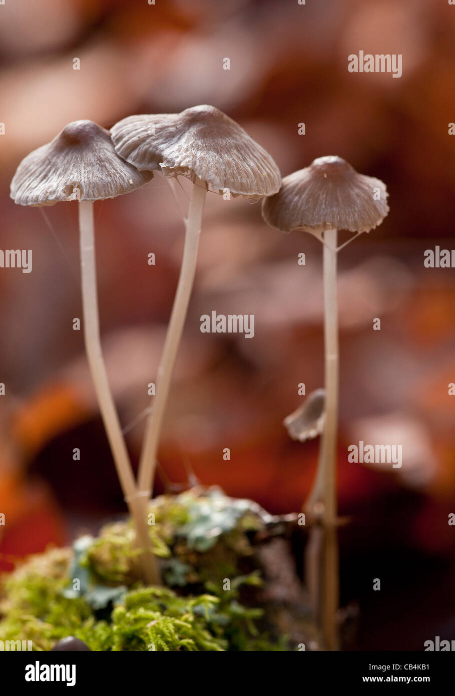 Geriffelte Motorhaube, Mycaena Polygramma Pilze in alten Wäldern, New Forest, Hants Stockfoto
