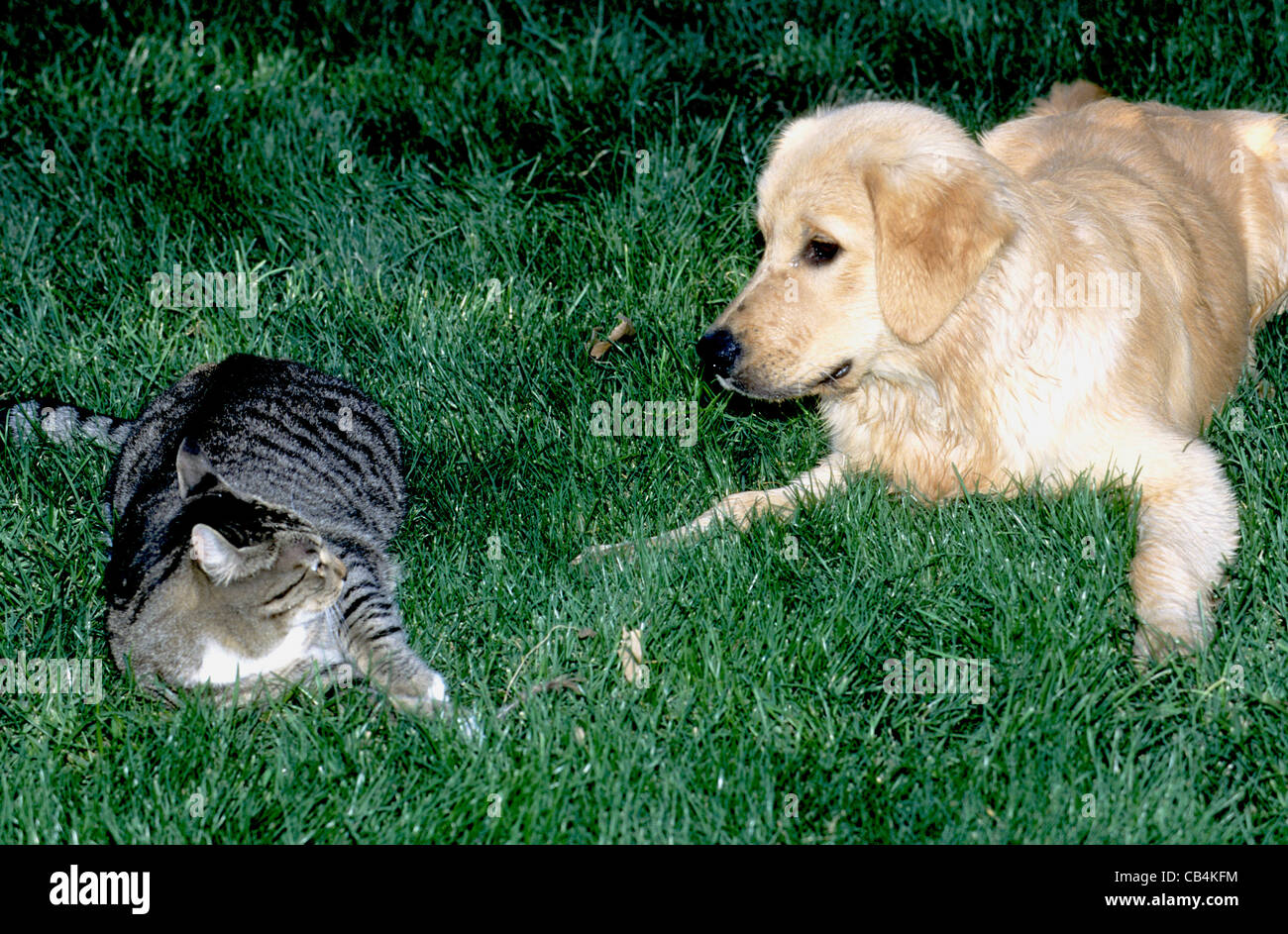 Golden Retriever Welpe spielt mit Katze Stockfoto
