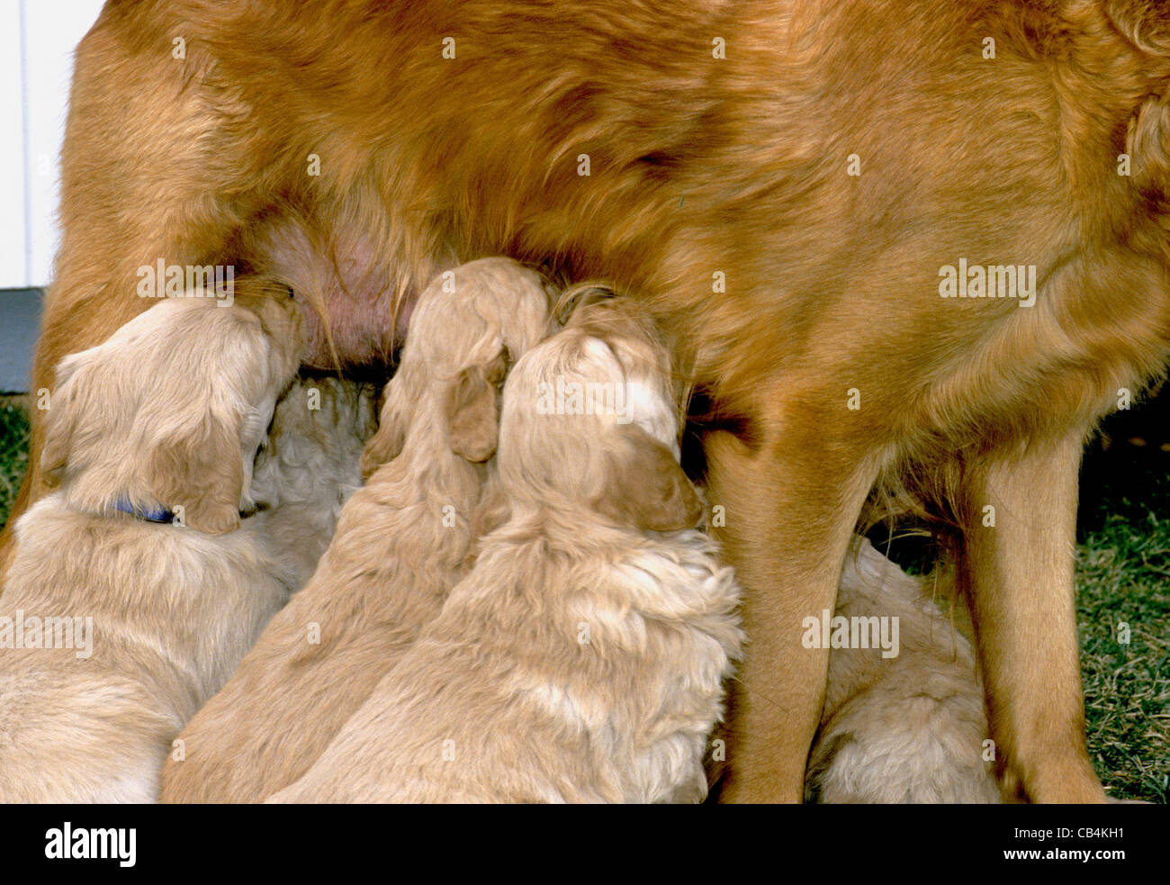 Golden Retriever Welpen Pflege Stockfoto