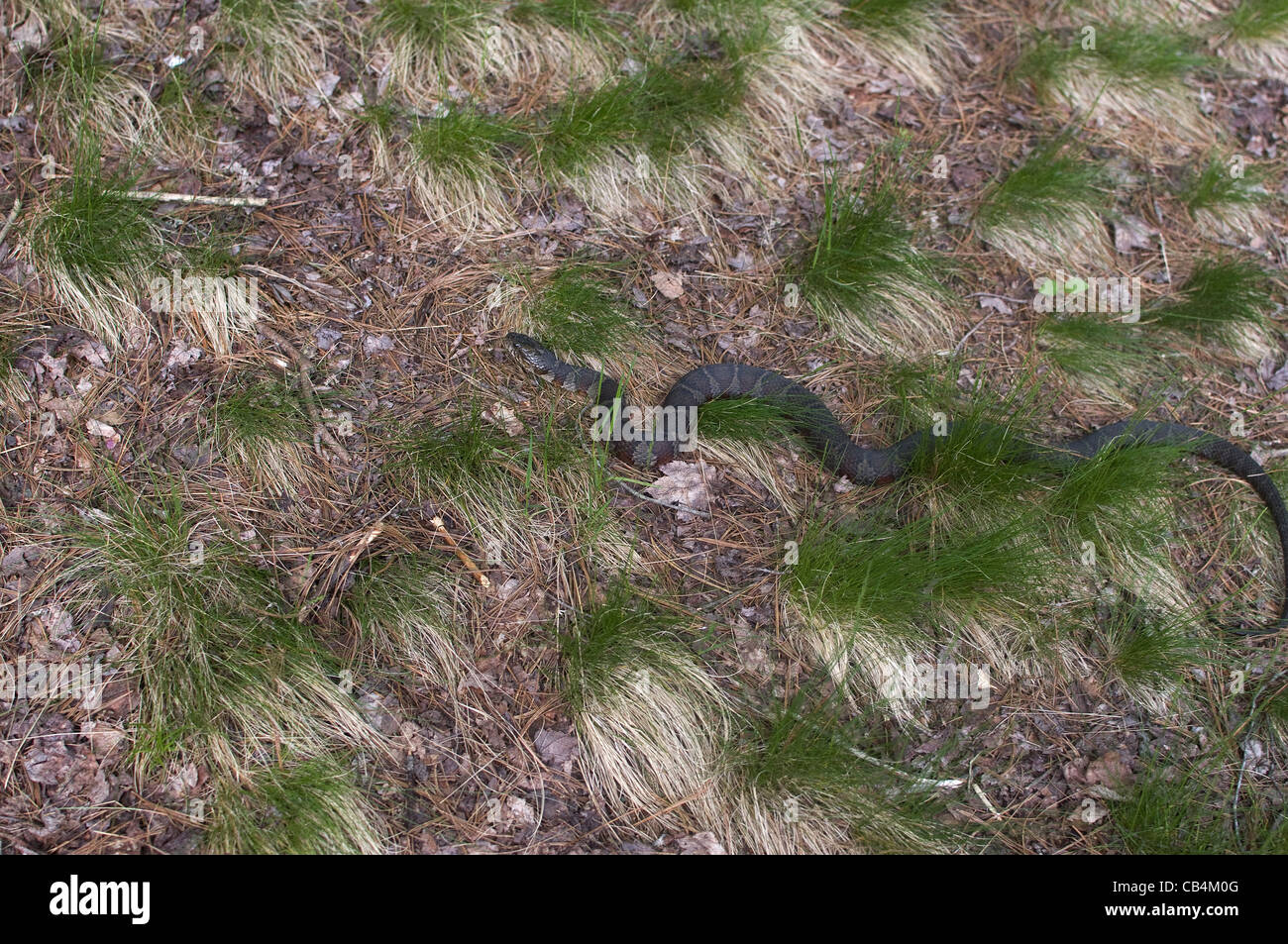 nördliche Wasserschlange dh Nerodia Sipedon in Rasenfläche neben Teich Stockfoto