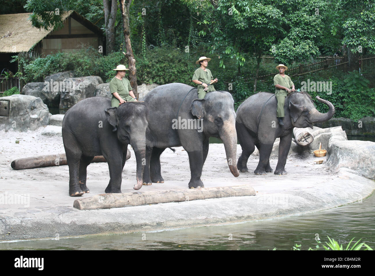 Drei Elefanten im Zoo von Singapur Stockfoto