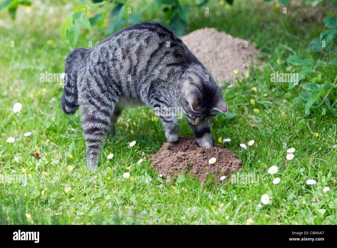 Katze, Jagd nach Maulwurf im Garten, Niedersachsen Stockfoto