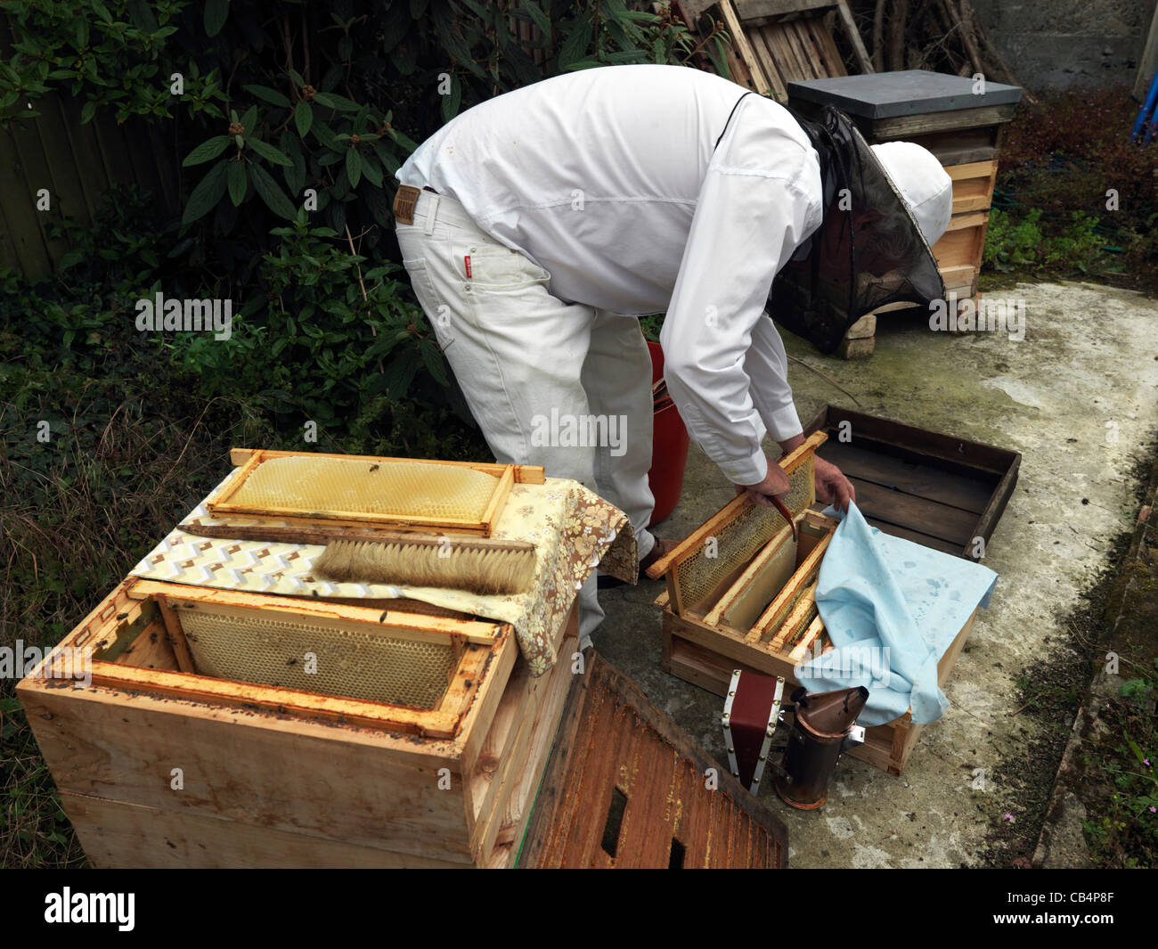 Platzieren von begrenzt voll Waben in eine leere Super parat für die Extraktion Stockfoto