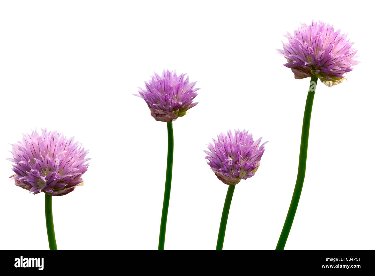 Zwiebel Siebenjahres-Blume Stockfoto