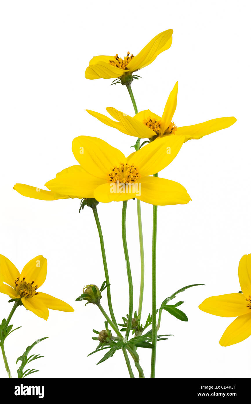 Bidens Blume Stockfotos Und Bilder Kaufen Alamy