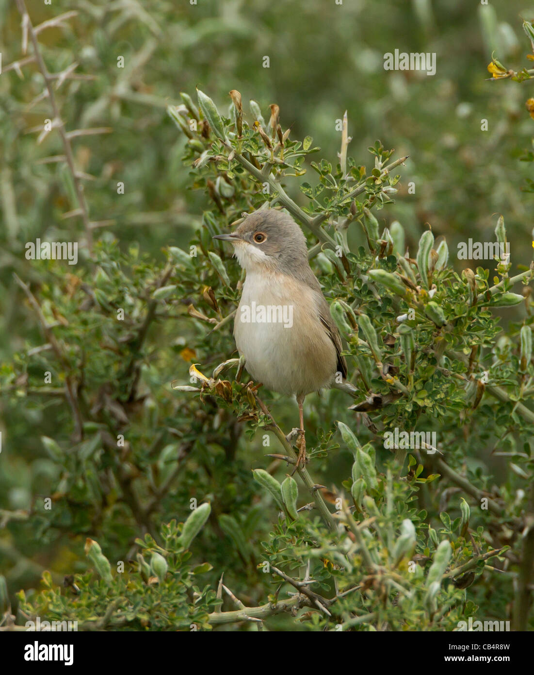 Subalpine Warbler östliche Rasse Sylvia Cantillans Albistriata weibliche Zypern April Stockfoto