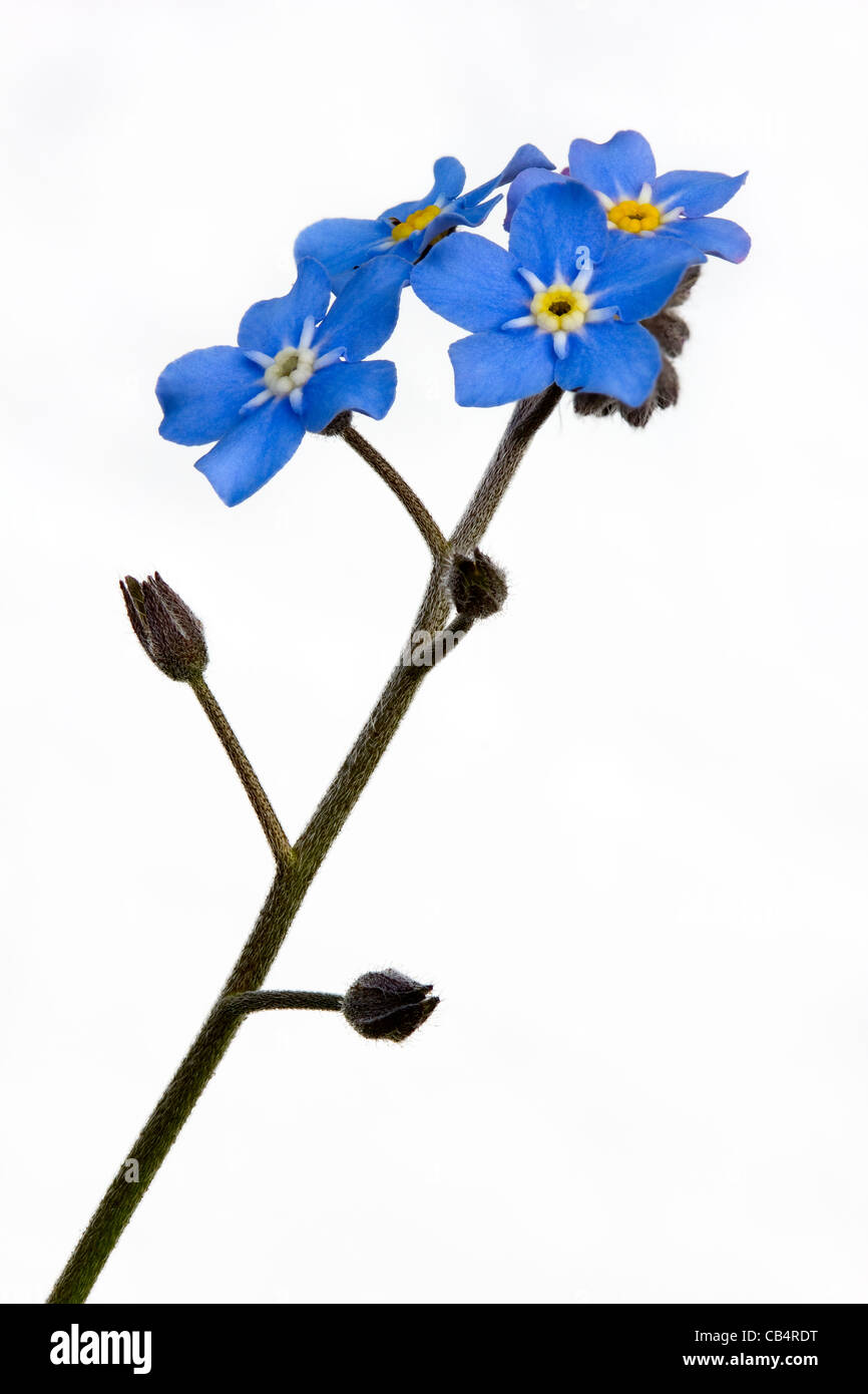 Vergissmeinnicht Blumen Stockfoto