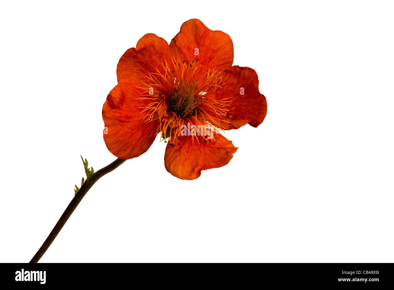 Geum coccineum Stockfoto