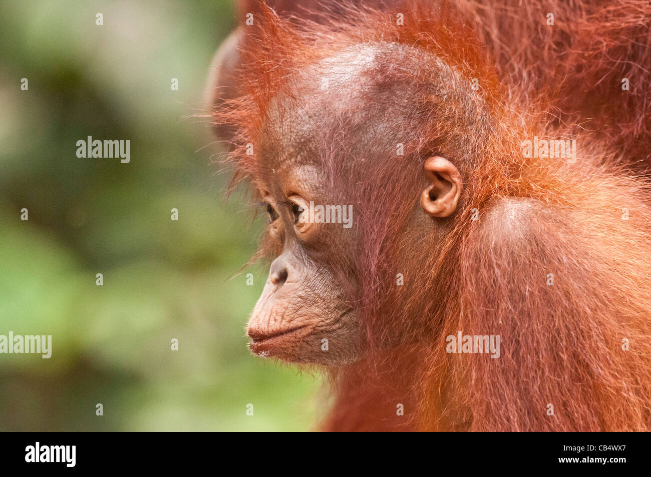 Säugling Bornean Orangutan mit gespitzten Lippen und defokussierten Laub hinter. Querformat mit Exemplar. Stockfoto
