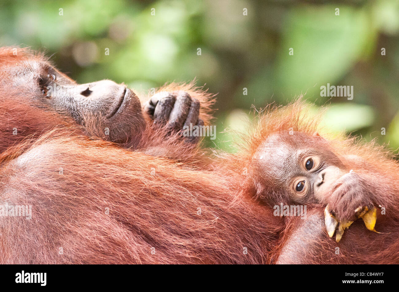 Orang Utan Mutter und Säugling das Kind isst eine Banane/Wegerich; defokussierten Laub hinter. Querformat mit Exemplar. Stockfoto