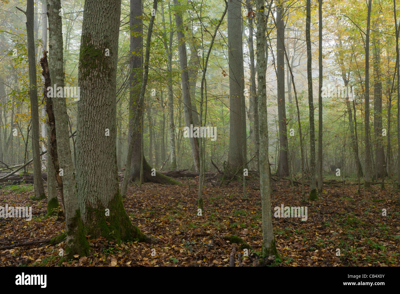 Alte Bäume des natürlichen Stand von Białowieża Wald im Nebel mit trockenen Blättern liegen unter Stockfoto