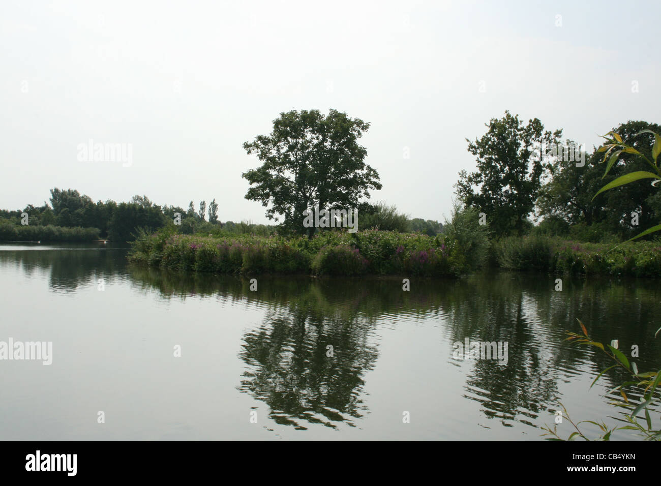 Bäume spiegeln sich in Wasser - Berkshire Stockfoto