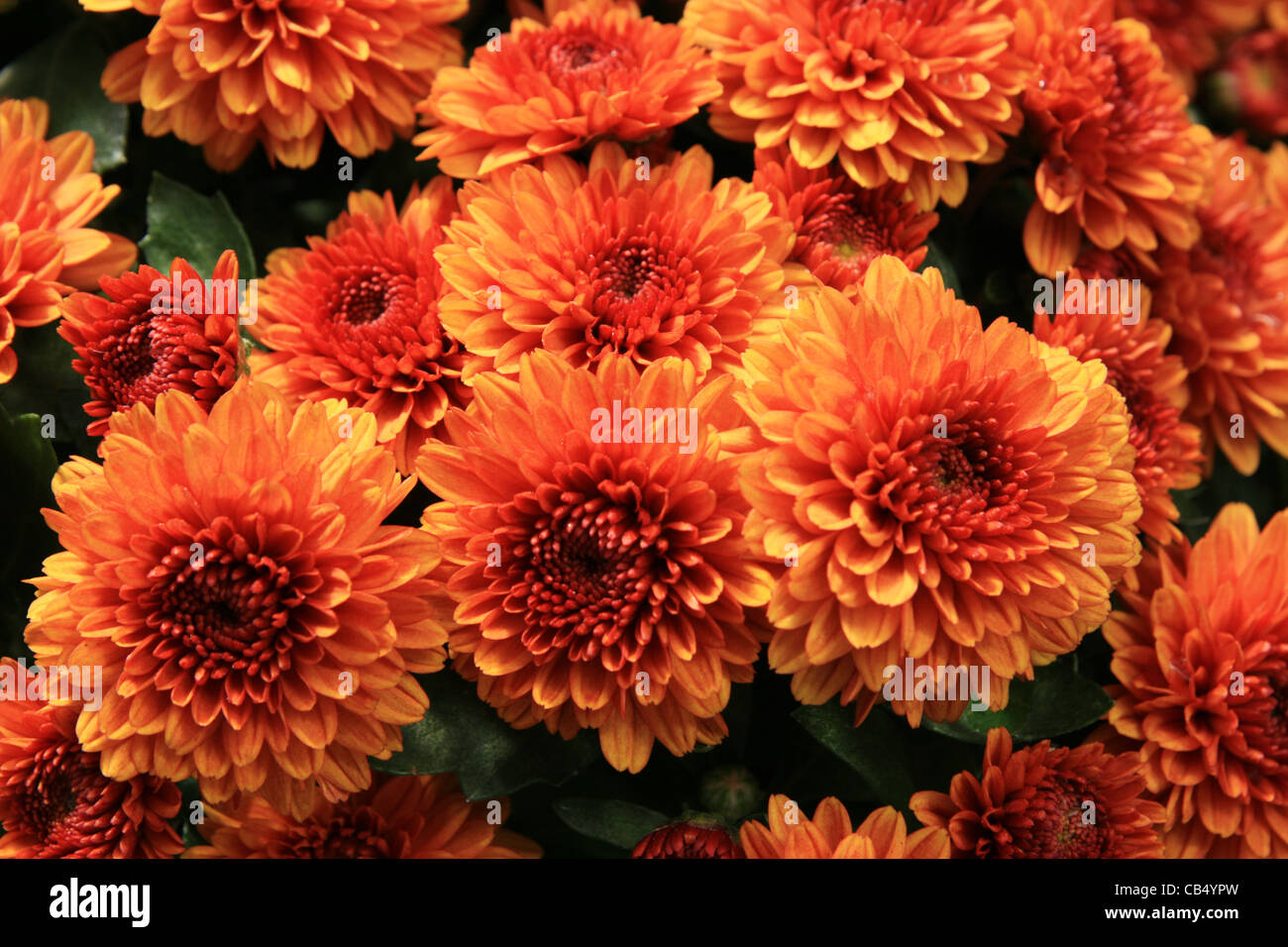 Orange Mama Blumen mit dunkelgrünem Laub Stockfoto