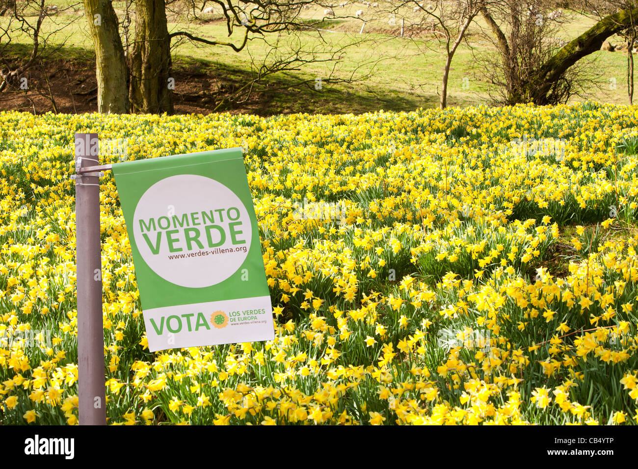 Wilde Narzissen blühen in Rosedale in den North York Moors, Yorkshire, Großbritannien. Stockfoto