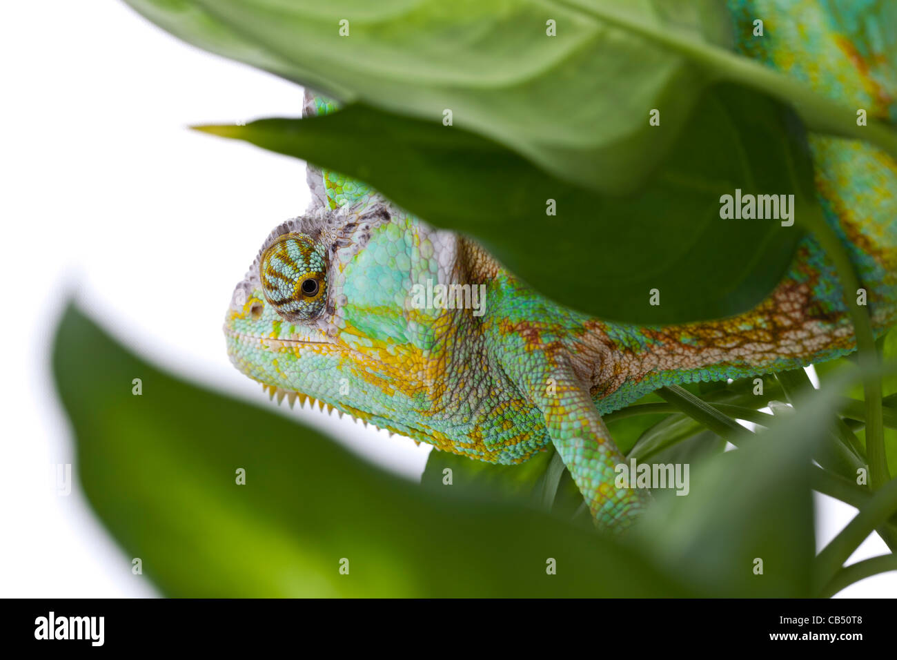 Chamäleon thront auf einer Palme Stockfoto