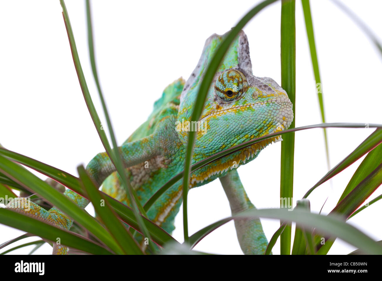 Chamäleon thront auf einer Palme Stockfoto