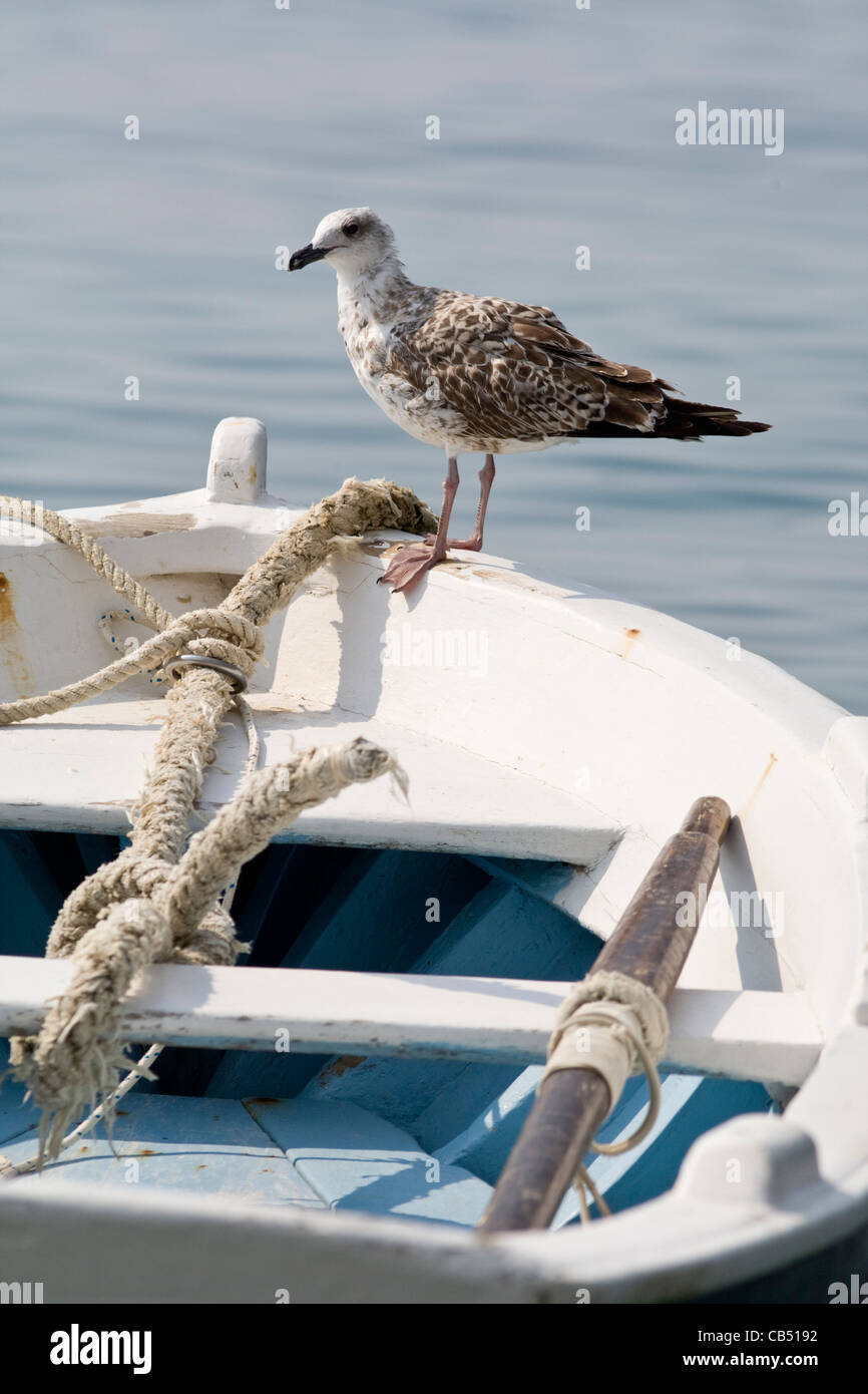 Juvenile gelb-legged Möve Larus Cachinnans auf Boot, Kroatien Stockfoto