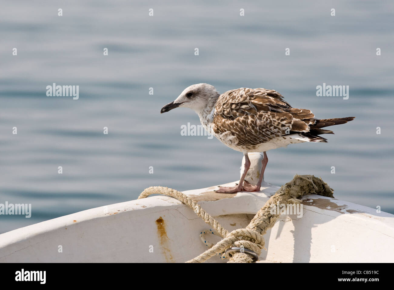 Juvenile gelb-legged Möve Larus Cachinnans auf Boot, Kroatien Stockfoto