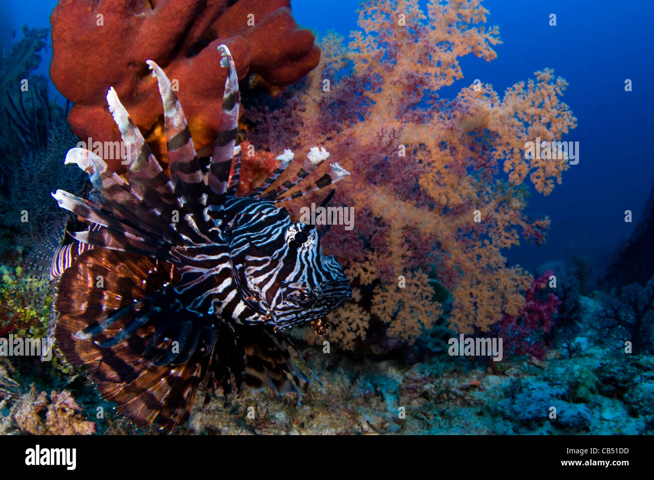 Rotfeuerfisch Pterois Volitans und Weichkorallen, Dendronephthya SP., Raja Ampat, West Papua, Indonesien, Pazifik Stockfoto