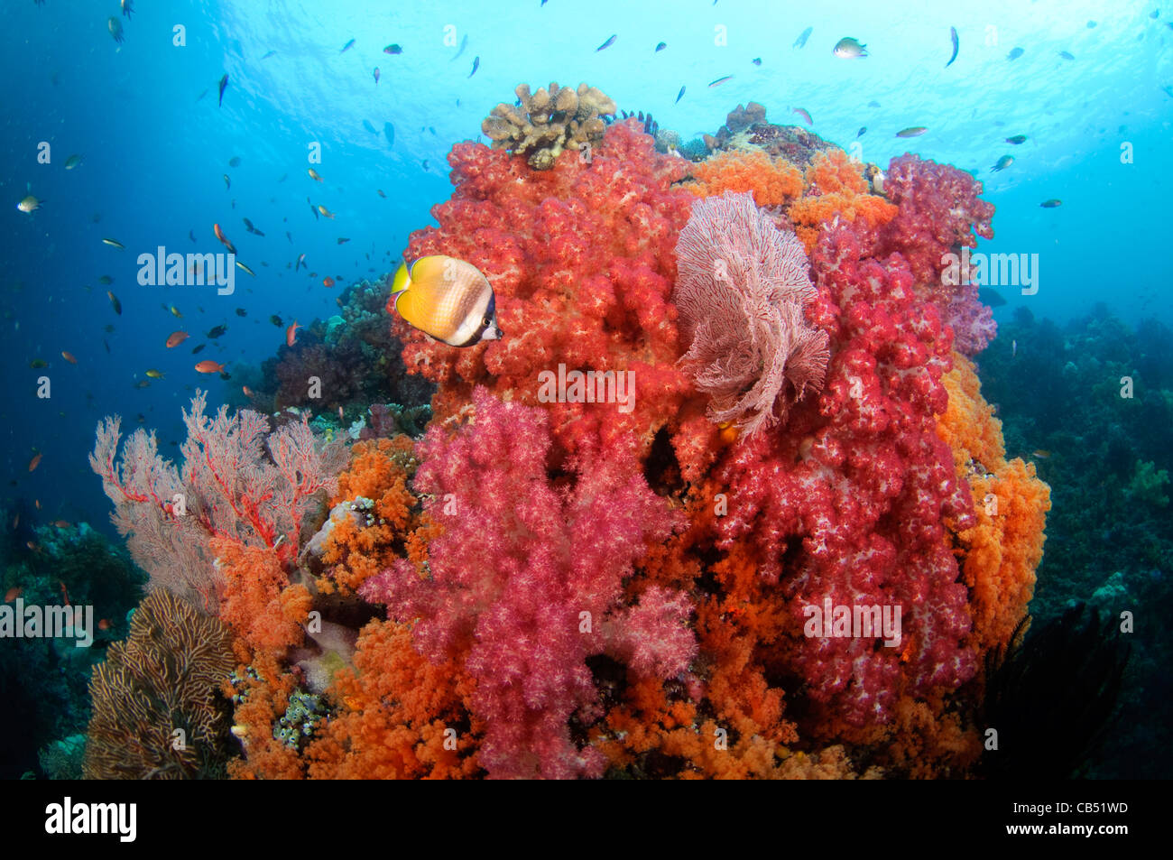 Weichkorallen und tropische Fische, Dendronephthya SP., Misool, Raja Ampat, West Papua, Indonesien, Pazifik Stockfoto