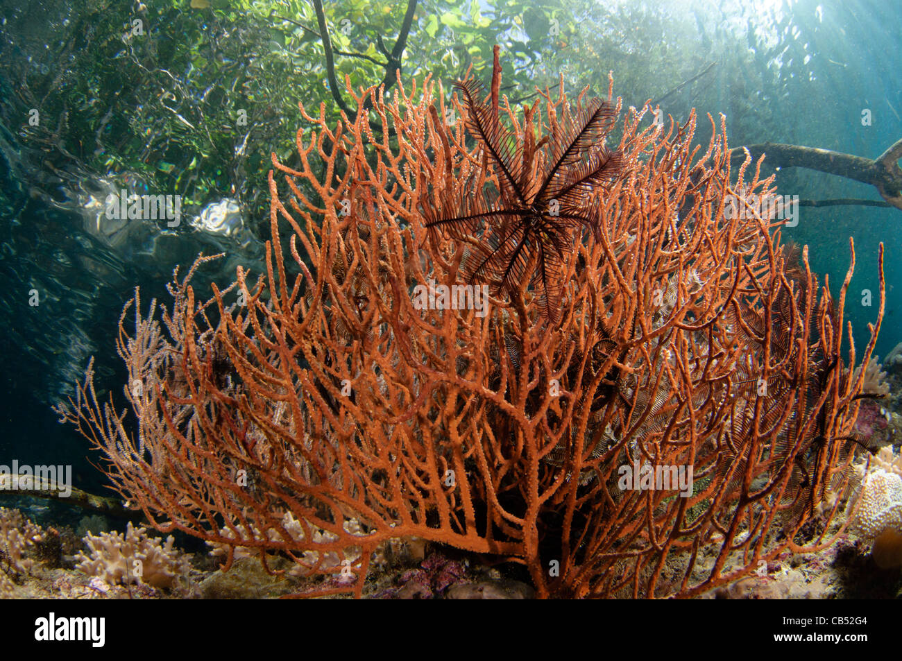 Seafan, Subergorgia SP., wächst unter den Mangroven, Raja Ampat, West-Papua, Indonesien, Pazifik Stockfoto