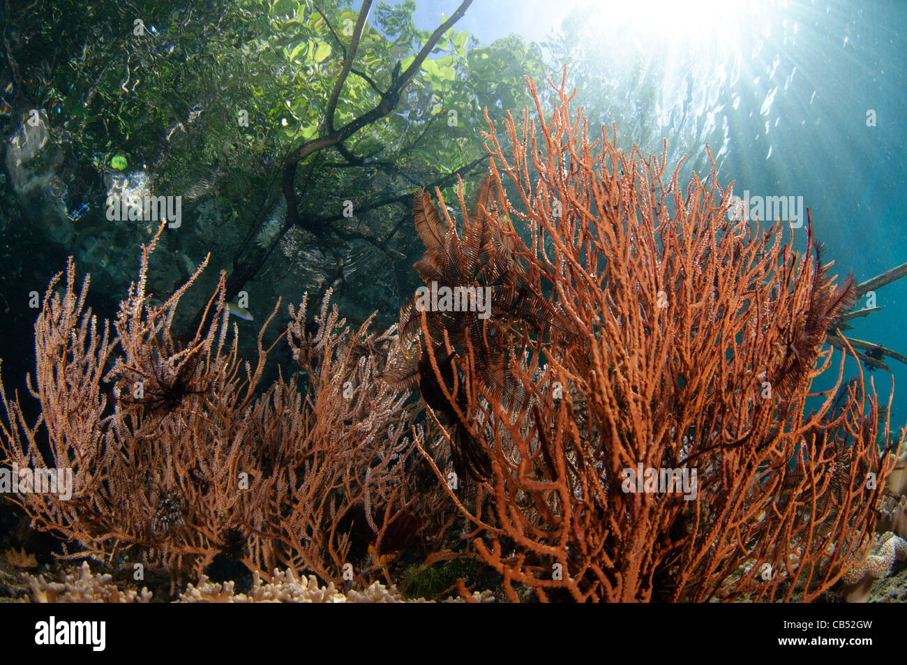 Seafan, Subergorgia SP., wächst unter den Mangroven, Raja Ampat, West-Papua, Indonesien, Pazifik Stockfoto