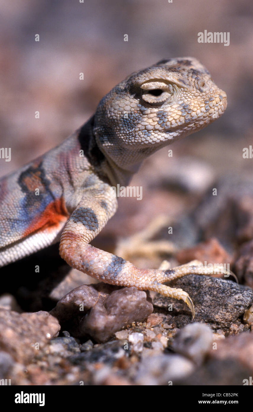 Phrynocephalus versicolor, unter der Leitung von buntfarbigen Kröte Agama, Mongolei, Wüste Gobi Stockfoto