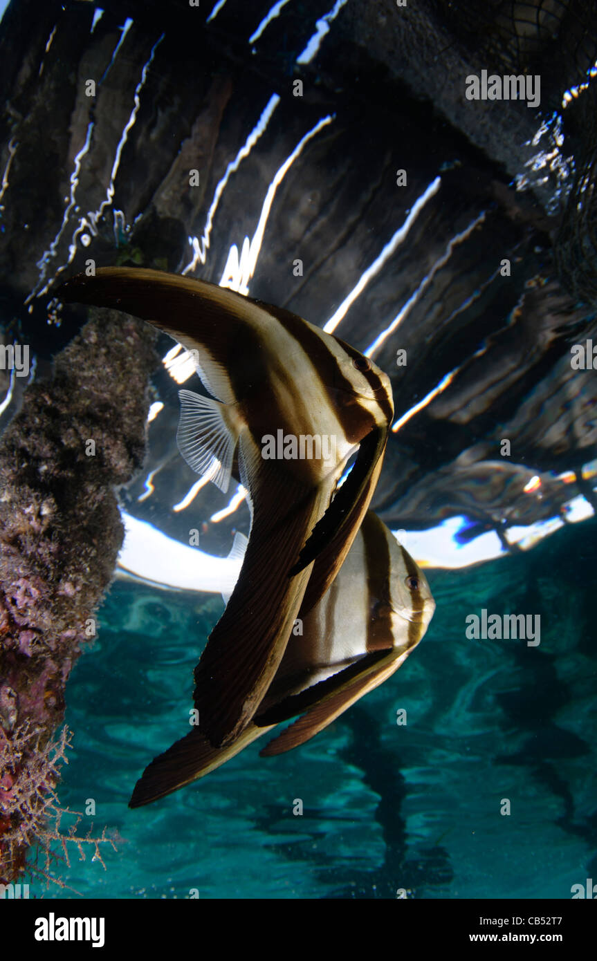 Juvenile Longfin Seefledermaus oder Spadefish, Platax Teira, unter Arborek Pier, Raja Ampat, West-Papua, Indonesien, Pazifik Stockfoto