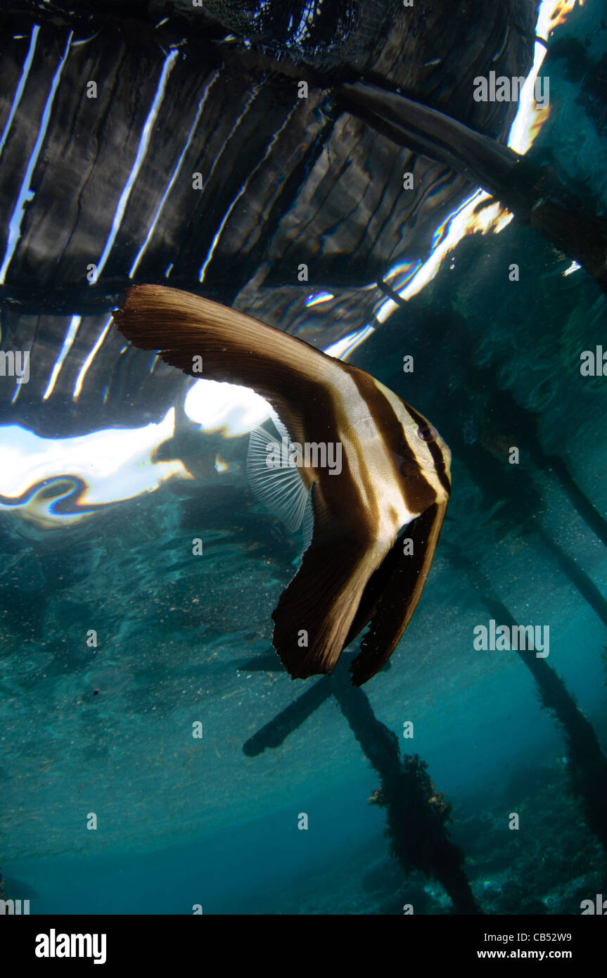 Juvenile Longfin Seefledermaus oder Spadefish, Platax Teira, unter Arborek Pier, Raja Ampat, West-Papua, Indonesien, Pazifik Stockfoto