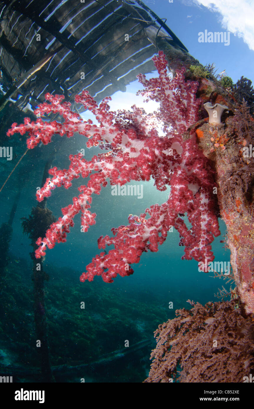 Weiche Koralle, Dendronephthya SP., wachsen auf den Pfählen eine Pier, Arborek Island, Dendronephthya SP., Raja Ampat, West-Papua, In Stockfoto