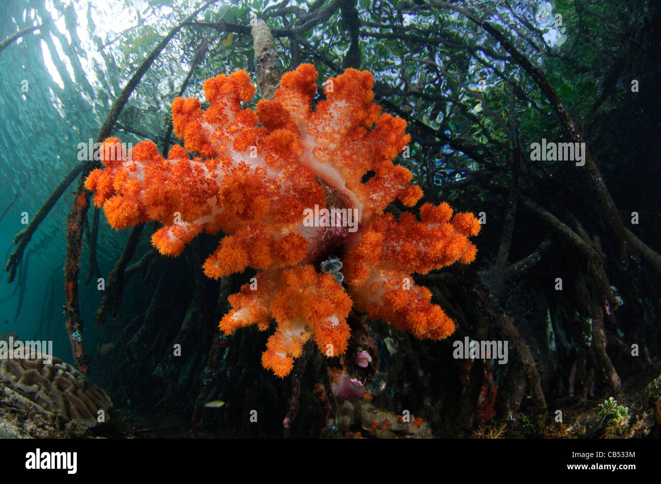 Weichkorallen wachsen auf den Wurzeln der Mangrovenbäume, Dendronephthya SP., blauen Wasser Mangroven, Raja Ampat, West Papua, Indonesien Stockfoto