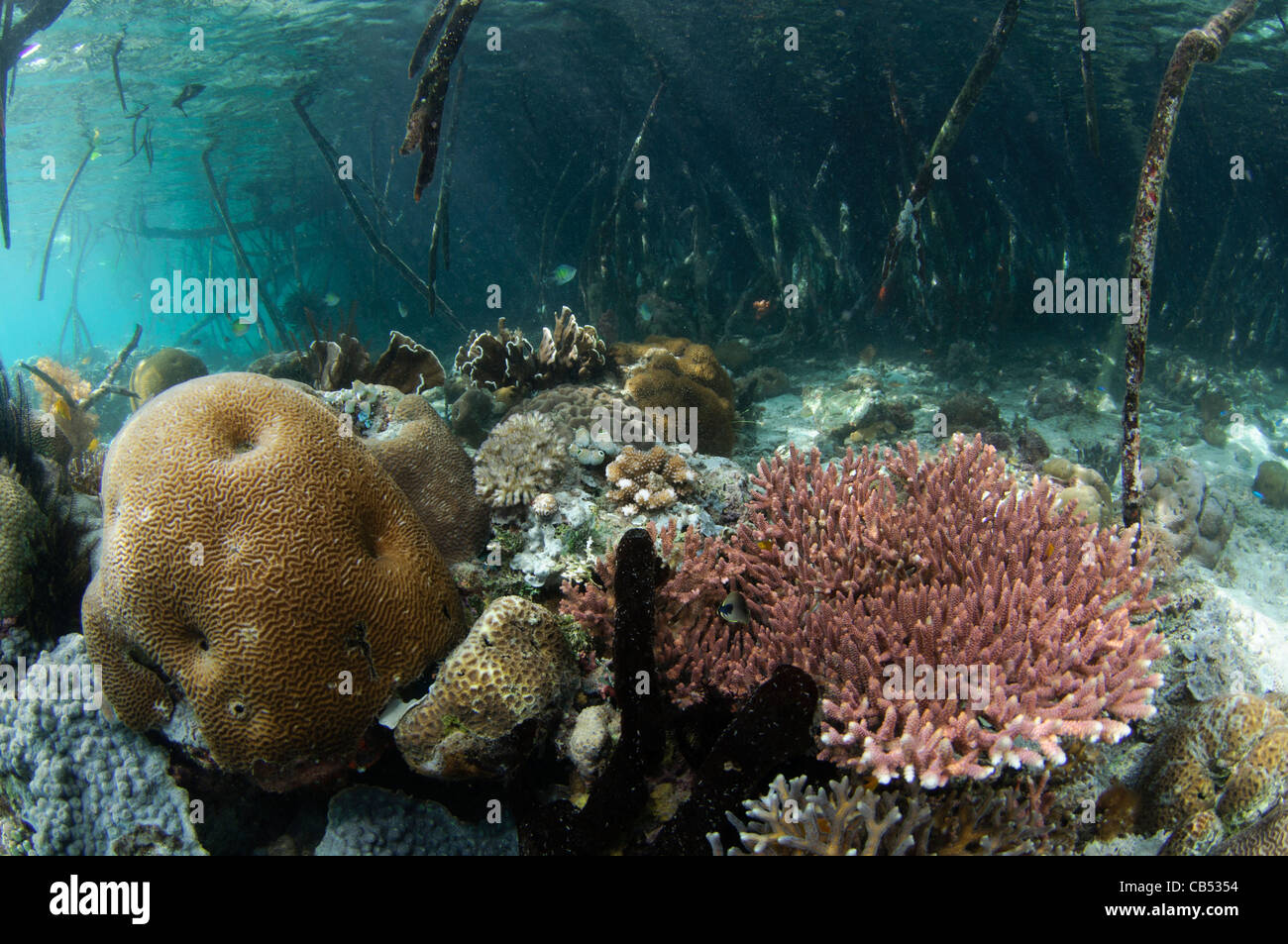 Harten Korallen wachsen in den Mangroven Untiefen, blaue Wasser Mangroven, Raja Ampat, West-Papua, Indonesien, Pazifischen Ozean Stockfoto