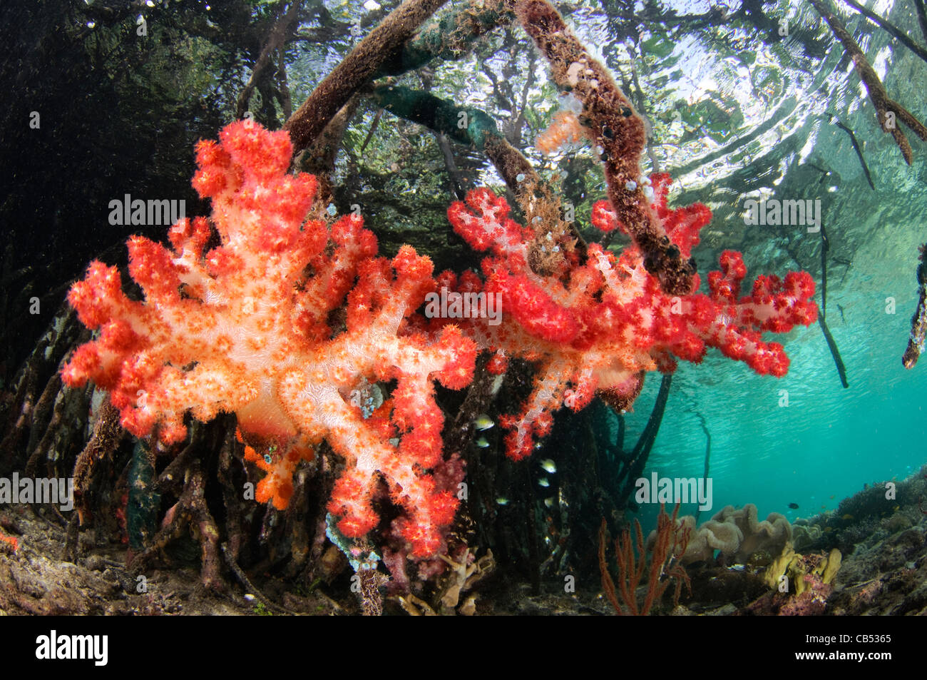 Weichkorallen wachsen auf den Wurzeln der Mangrovenbäume, Dendronephthya SP., blauen Wasser Mangroven, Raja Ampat, West Papua, Indonesien Stockfoto