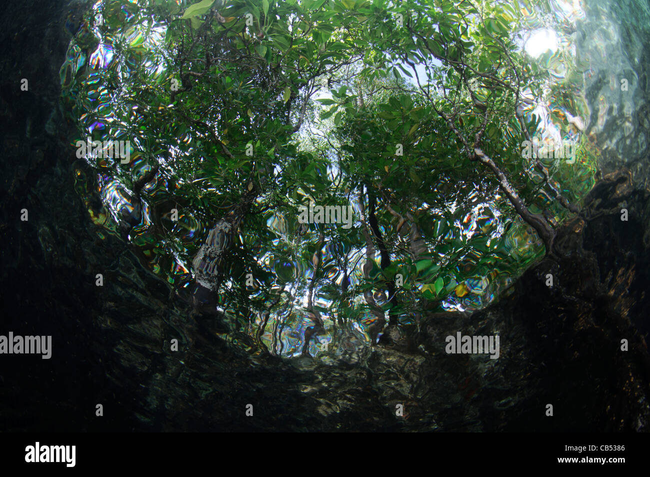 Fisheye Ansicht von Mangroven aus dem Wasser, Raja Ampat, West-Papua, Indonesien, Pazifischer Ozean Stockfoto