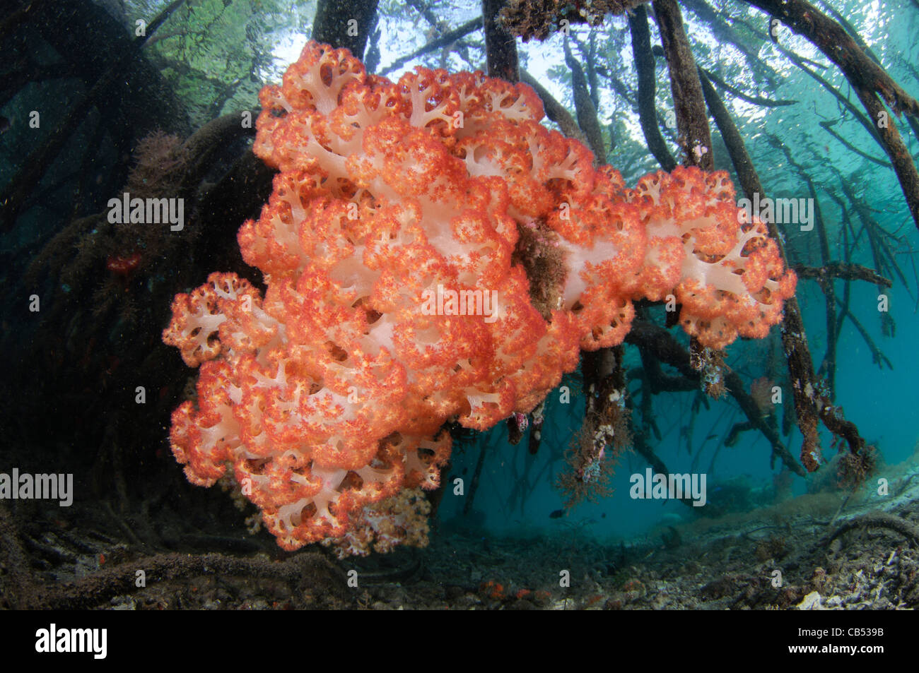 Weichkorallen wachsen auf den Wurzeln der Mangrovenbäume, Dendronephthya SP., blauen Wasser Mangroven, Raja Ampat, West-Papua, Indonesien, Stockfoto