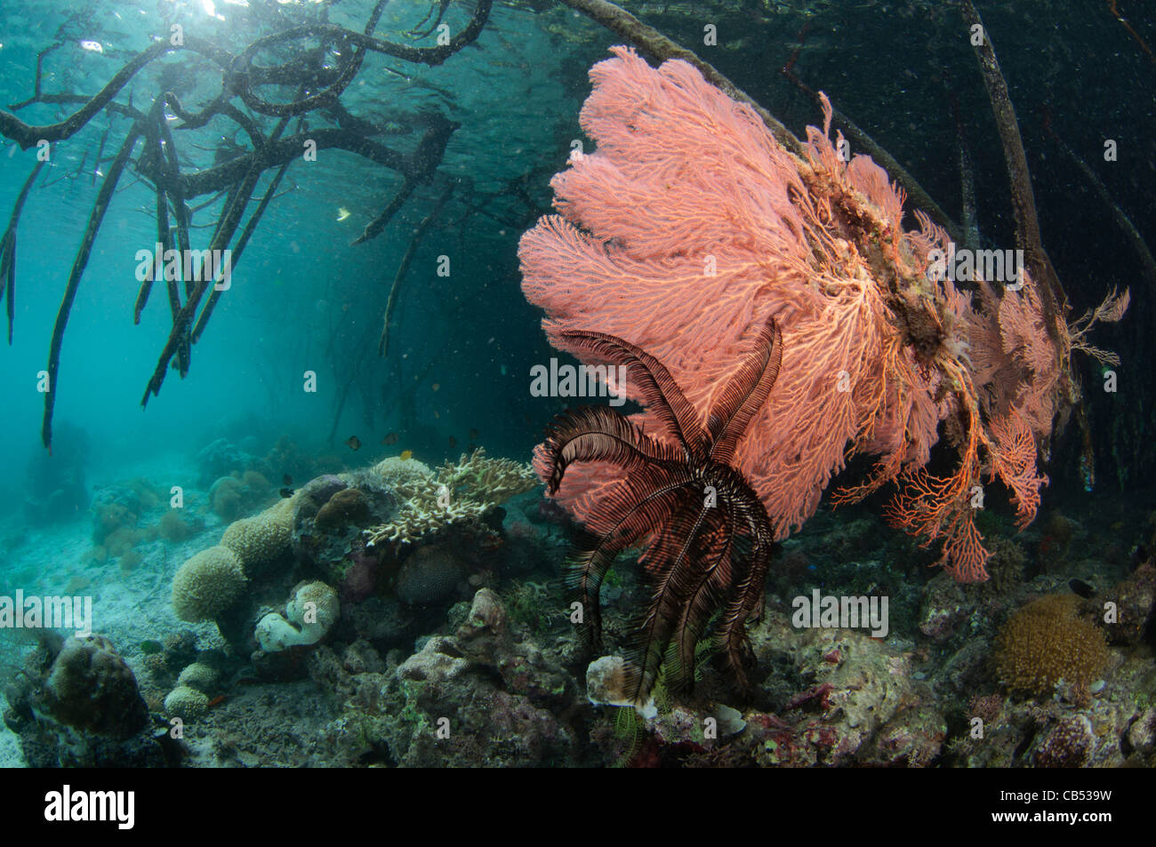 Ein Seafan, Gorgonia SP., wächst auf der Mangroven Wurzel, blaue Wasser Mangroven, Raja Ampat, West-Papua, Indonesien, Pazifik Stockfoto