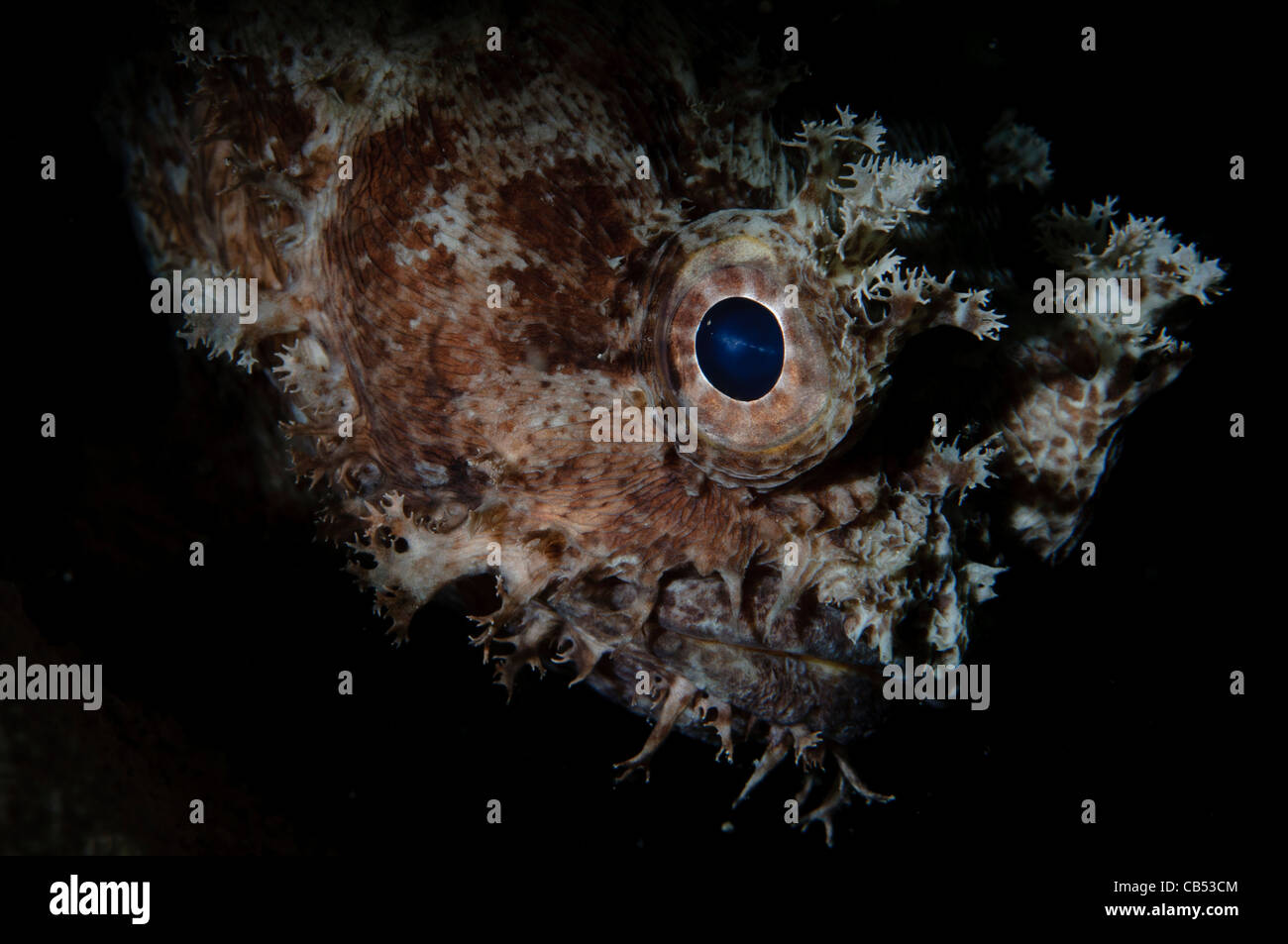 Banded Krötenfisch Portrait, Halophyrne Diemensis, Raja Ampat, West Papua, Indonesien, Pazifischer Ozean Stockfoto