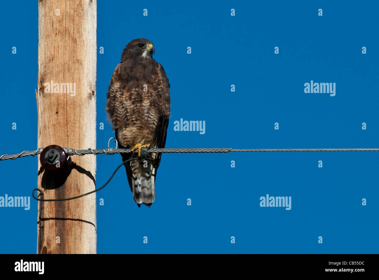 Swainson's Hawk Buteo Swainsoni dunkle phase Arapaho National Wildlife Refuge Colorado USA Stockfoto