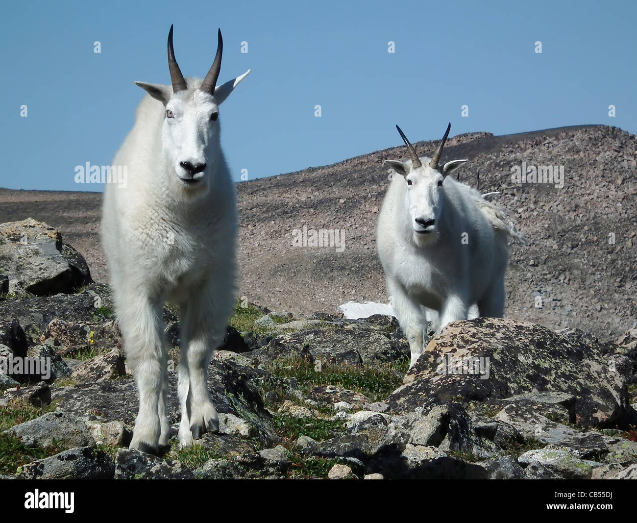 Rocky Mountain Goats Oreamnos Americanus Absaroka-Beartooth Wildnis Montana USA Stockfoto