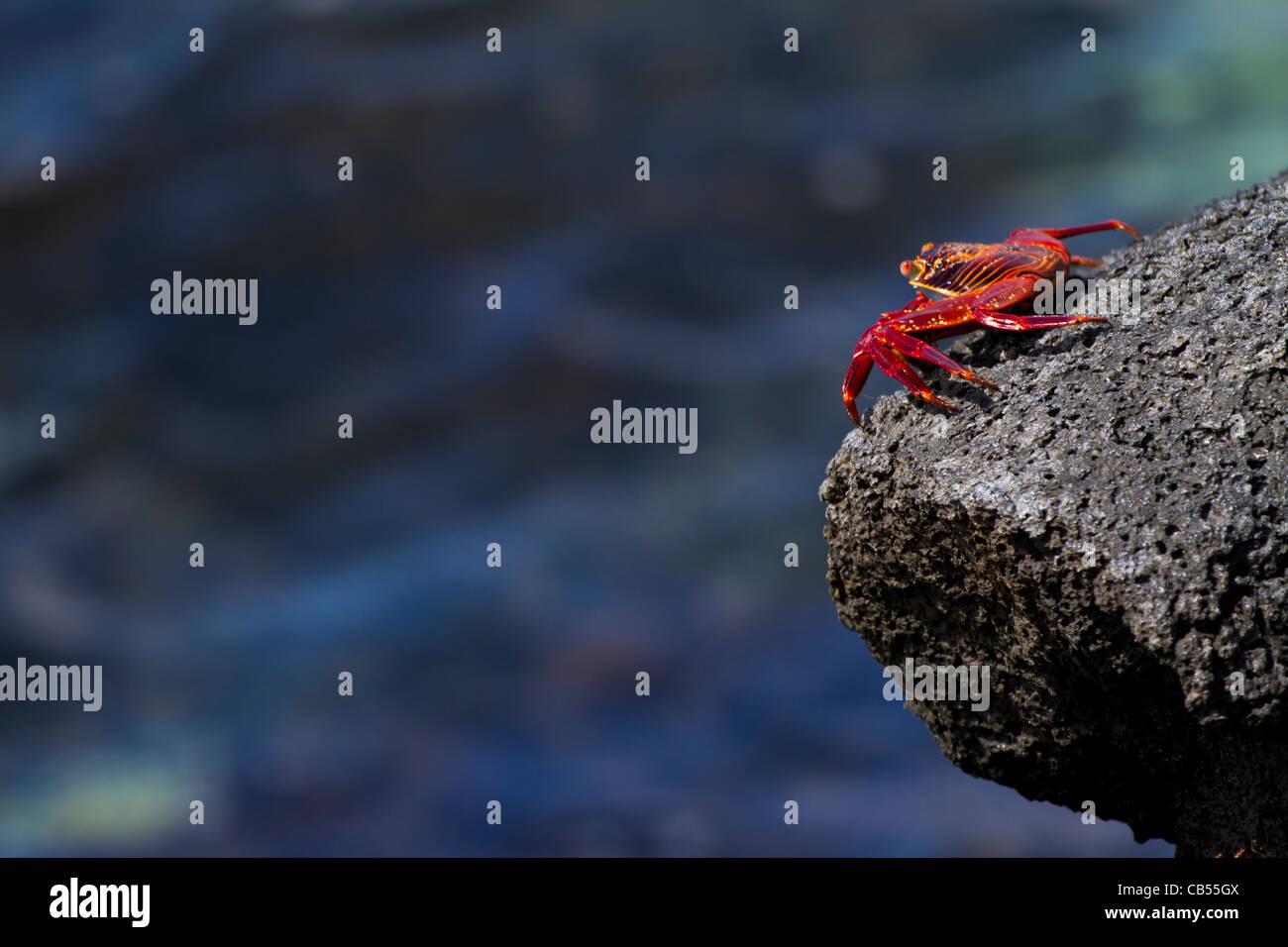 Galapagos sally lightfoot Krabben Rock Exemplar rote frische Natur Umwelt Sonnenlicht Park Reserve isoliert Sonne gefährdet Stockfoto Galapagos sally lightfoot Krabben Rock Exemplar rote frische Natur Umwelt Sonnenlicht Park Reserve isoliert Sonne gefährdet Stockfoto