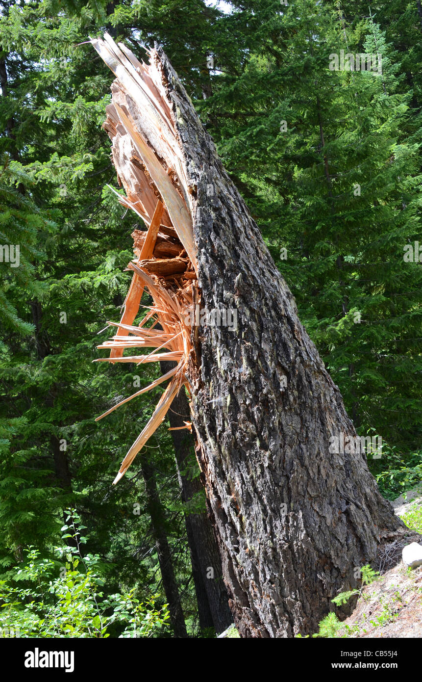 Baumstamm mit Splittern von umgestürzten Baum Stockfoto