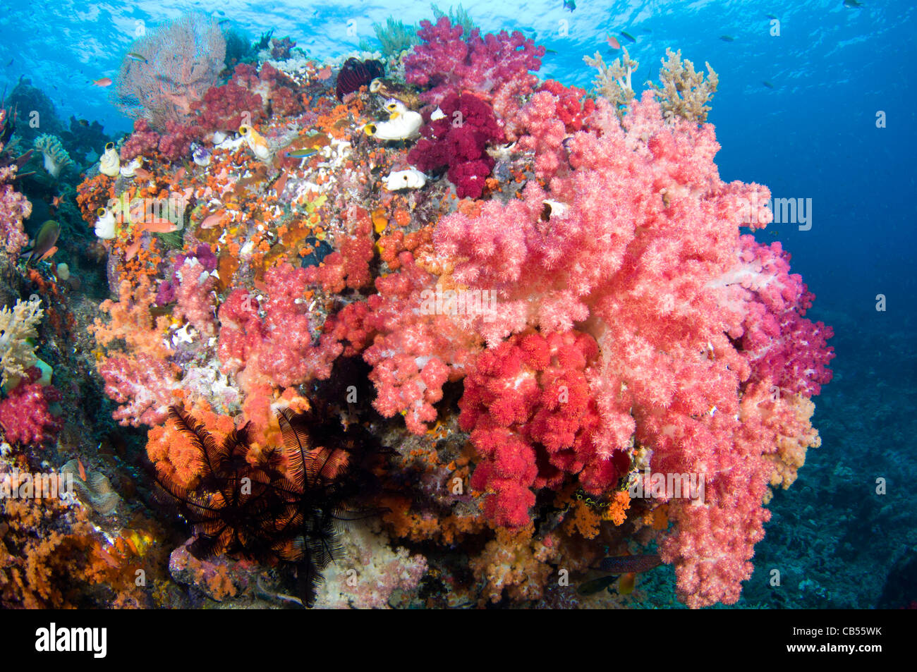 Weichkorallen und tropische Fische, Dendronephthya SP., Misool, Raja Ampat, West Papua, Indonesien, Pazifik Stockfoto