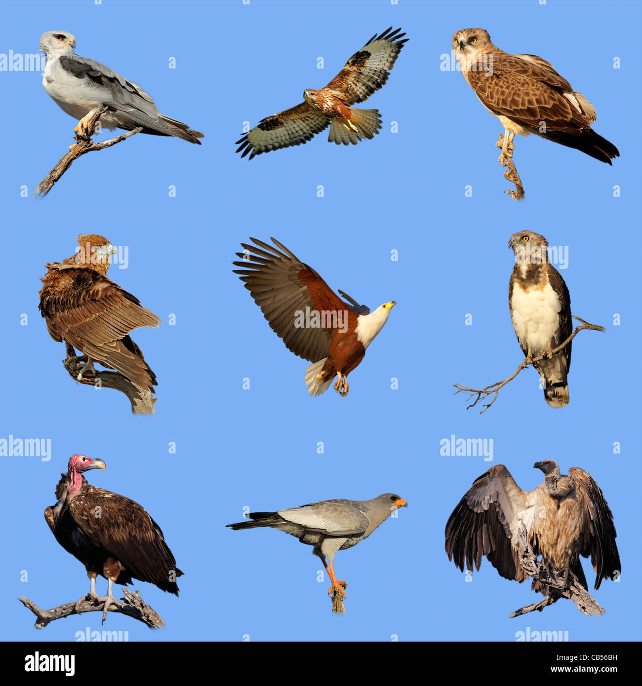 Sammlung von verschiedenen Arten der afrikanischen Birds Of Prey auf blauen Himmelshintergrund Stockfoto