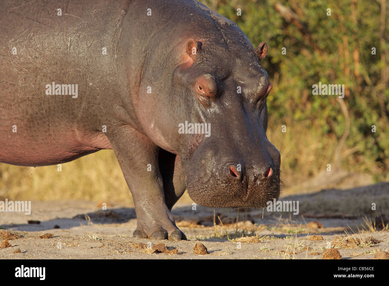 Flusspferd (Hippopotamus Amphibius), Südafrika Stockfoto