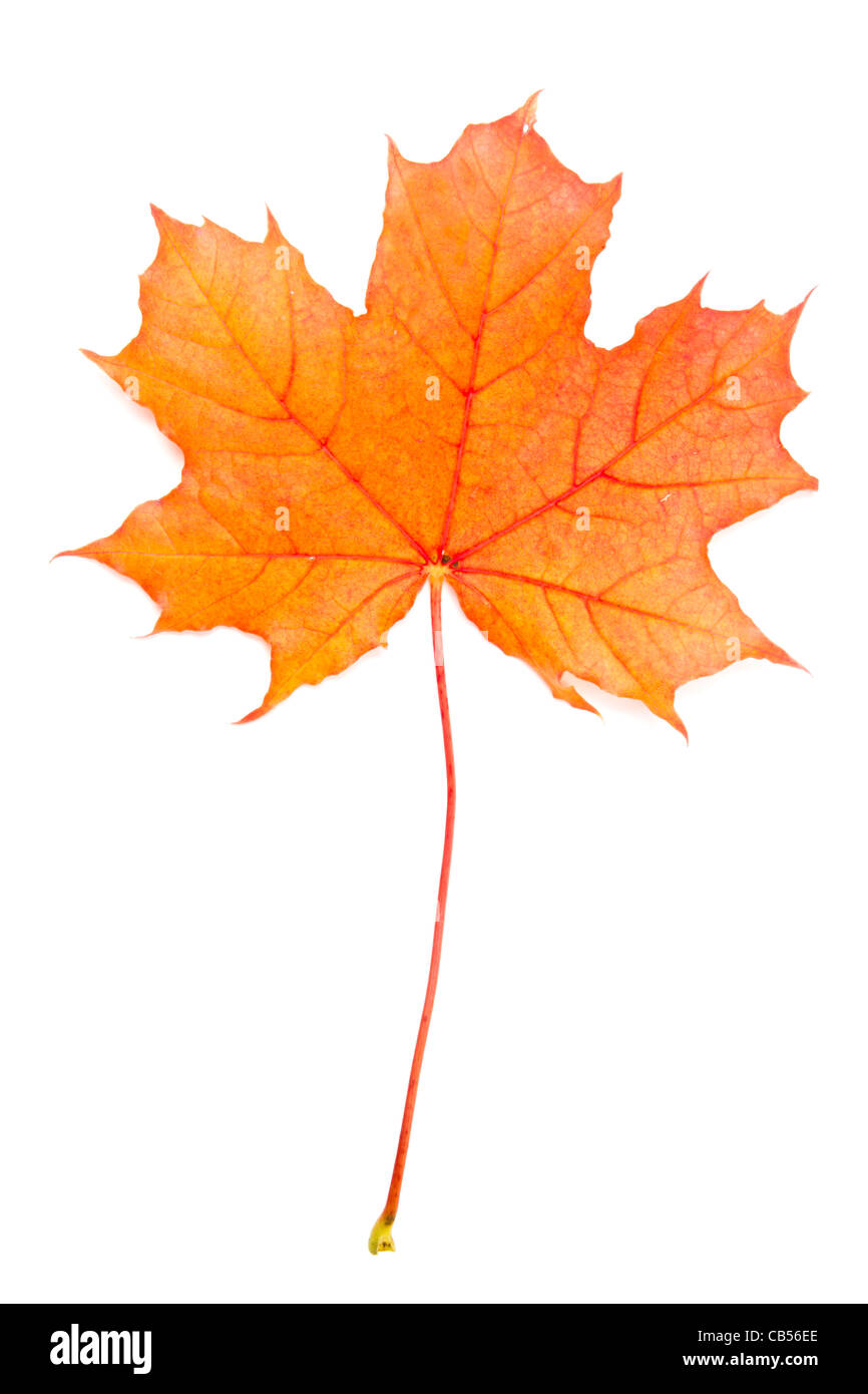 Im Herbst rotes Ahornblatt isoliert auf weißem Hintergrund Stockfoto